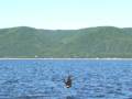 videos de bald eagle cape breton nova scotia