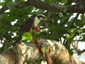 Aplomado falcon with kill - Great Kiskadee