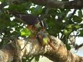 Aplomado falcon with kill - Great Kiskadee