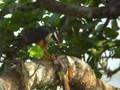 Aplomado falcon with kill - Great Kiskadee