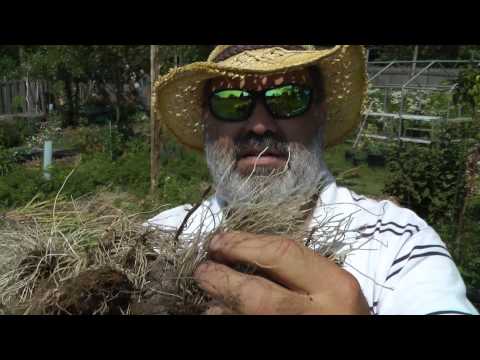 how to fertilize dwarf gardenias