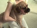 puggle-preston-reverse-sneezing.html