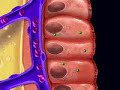 Small Intestine Small Intestine