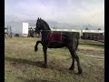 friesian horse  is doing spanish walk on the long lines