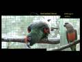 Priam Psittaculture Centre (PPC) Research & Breeding