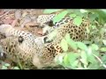 Jaguars, Violence to Mating