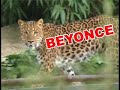 Bush vs. Beyonce