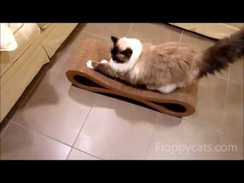 Karma Products Infinity Cat Scratcher Review 0 Karma Products Infinity Cat Scratcher Review