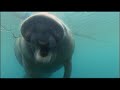 Manatee: Gentle Giants of Suburbia || Trailer