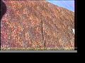 NO NUKES いのちの祭・六ヶ所 1991 bazaar