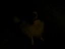 DOGS