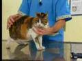 veterinaria  - Leucemia Felina