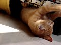 :: frederico o gato ::  04 