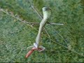 Giant Asian Praying Mantis Giant Asian Praying Mantis