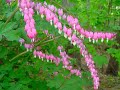 Katonah in Bloom