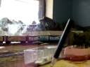 Daylight Train At Angelos Hobby Store #2