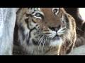 LIONS & TIGERS of Big Cat Rescue!