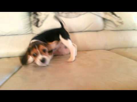 Baby Beagle Girl Nugget