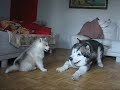 Inouk & Neo - Alaskan Malamutes