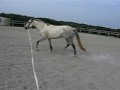 Cute welsh pony for sale, needs to go because owner is leaving college and going to work. I can't afford her anymore. She has jumped up to 3'3, does flying changes, and jumps courses. She is 6 or years old. located in Maryland USA. Not for beginners only 5000 or lease or best offer.