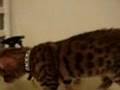 Bengal-Kitten-Leo-Talking-Again!