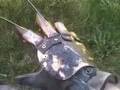 videos de ALL NEW! Deluxe Dream Master Glove at www.KNIFEGLOVES.com