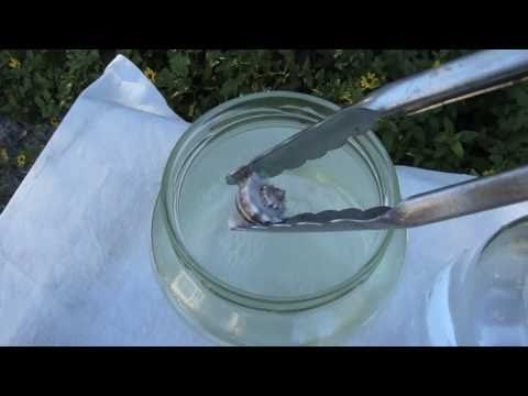 how to dye abalone shell