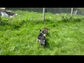 Click here to watch this video Brax, Colin & Herriet; Puppy socialisation.mpg