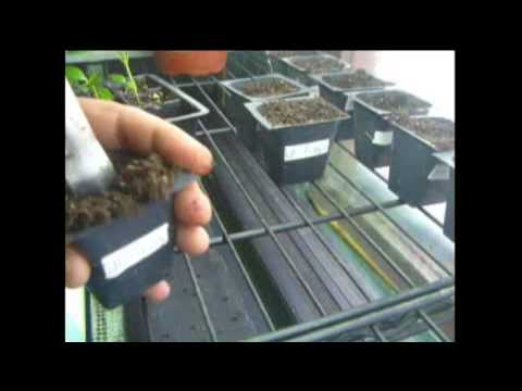 how to transplant air plants