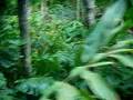 jungle adventure
