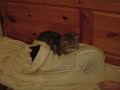 IL CUSCINO VIVENTE
