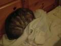 IL CUSCINO VIVENTE