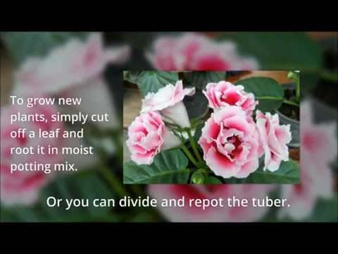 how to grow gloxinia