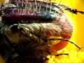Sex-at-bugs