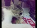 its fun  غضب قط العين arabic cat