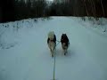 Jan 2, 2004 - Malamutes sledding