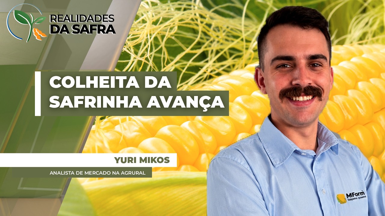 Colheita do milho avança com safra recorde em MT e grandes perdas em GO, MG e SP