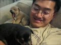 Dolce the Pomeranian\