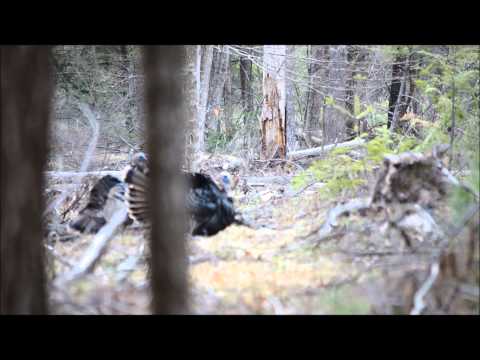 Turkey Hunting in Maine- Jakes 5/2/2013