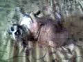 Tayson il Bulldog Tayson il Bulldog