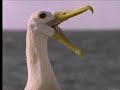 Attenborough - Albatross Romance
