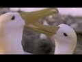 Animal romance and mating of the albatross bird - David Attenborough  - BBC wildlife