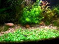 Aquário plantado inspirado nos rios da Serra da Bodoquena, em Bonito no estado do Mato Grosso do Sul, região centro-oeste do Brasil / Aquarium planted based on the rivers of the Sierra Bodoquena, in Bonito in the state of Mato Grosso do Sul, region central west of Brazil. 