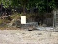 Podencos Ibiza 1