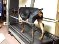 videos de chyna on a treadmill