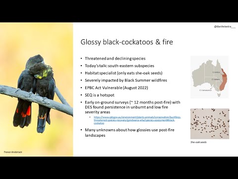<p>Acoustic Occupancy Monitoring of Threatened Glossy Black Cockatoos in Bushfire-Affected South-East Queensland</p>
 video thumbnail