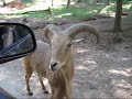 A llama encounter A llama encounter