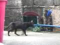 videos de brother cats  are fighting