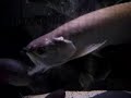 180 Tank Feeding by DeLgADO - Monsterfishkeepers.com