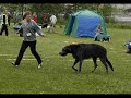 Loke at another dogshow
